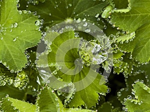 Closeup of green leaf with water drops from dew and veins