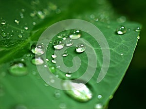 Closeup green leaf with water drops in garden with soft focus and blurred background ,rain on nature leave ,dew on plants