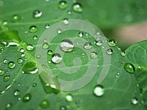 Closeup green leaf with water drops in garden with soft focus and blurred background ,rain on nature leave ,dew on plants