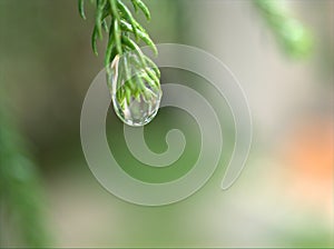 Closeup green leaf with water drops in garden with soft focus and blurred background ,rain on nature leave ,dew on plants