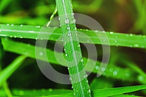 closeup green leaf water drops after rain