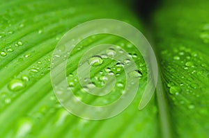 closeup green leaf water drops after rain