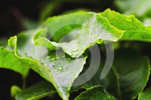 closeup green leaf water drops after rain