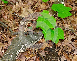 Closeup of Green Leaves and Birch Tree Branch