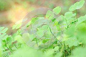 Closeup green leaves on blur background,nature concept,shamrock or water clover plant