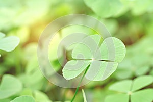 Closeup green leaves on blur background,nature concept,shamrock or water clover plant