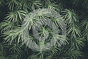 Closeup of green leaves with copy space Dark green background