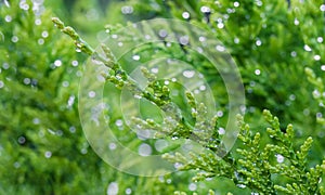 Closeup green leaves of evergreen coniferous tree Lawson Cypress or Chamaecyparis lawsoniana after the rain. Extreme bokeh with