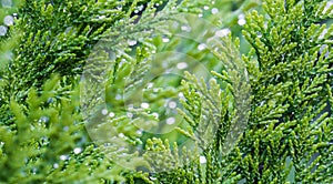 Closeup green leaves of evergreen coniferous tree Lawson Cypress or Chamaecyparis lawsoniana after the rain. Extreme bokeh with
