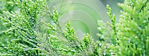 Closeup green leaves of evergreen coniferous tree Lawson Cypress or Chamaecyparis lawsoniana after the rain. Extreme bokeh with