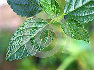 Closeup green leaves of lantana flower plants with rain drops in garden ,macro image ,wet leaves ,nature tiny leaf