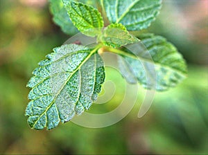 Closeup green leaves of lantana flower plants with rain drops in garden ,macro image ,wet leaves ,nature tiny leaf