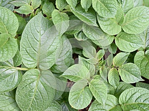 Closeup on green leaves on potato plant