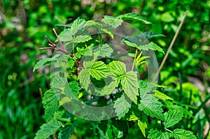 Closeup of the green leaves of a raspberry plant