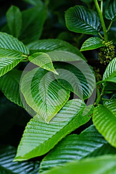 Closeup green leaves