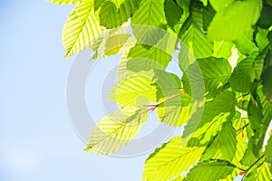 Closeup of green leaves