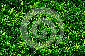 Closeup of green leaves texture background. Green leaves with beautiful pattern in jungle for organic concept. Natural plant