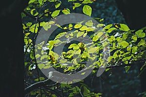 Closeup of green leaves of a tree in sunlight in a forest