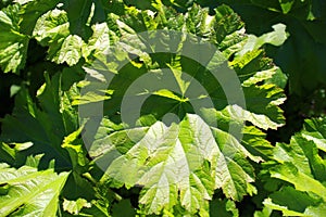 Closeup of green leaves under the sunlight at daytime - cool for backgrounds and wallpapers