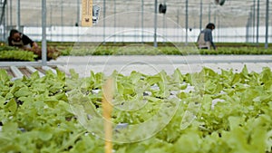 Closeup of green lettuce being grown in greenhouse with diverse people inspecting plants doing quality control