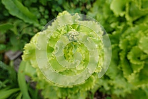 Closeup of green lettuce cultivated in garden