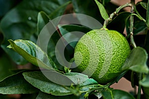 Closeup of green lime growing on a tree in a garden. Zoom in on a textured citrus fruit on a branch with leafy patterns