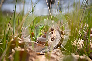 Closeup green lizard hide in a grass