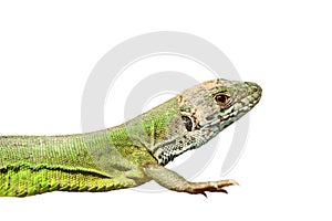 Closeup of green lizard over white