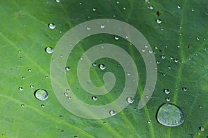 Closeup Green Lotus leaf with water drop as background