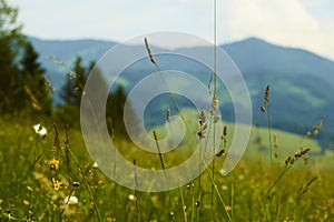 Closeup of green lush grass in front of forested mountains in Sl