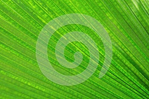 Closeup of green lush palm leaf for background