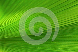 Closeup of green lush palm leaf for background