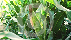 Closeup green maize corn on stalks in agricultural cultivated field