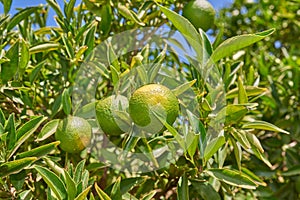 Closeup of green mandarin oranges and citrus growing on lush tree branches on a sustainable orchard farm in remote