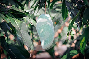 Closeup of green mango on the tree