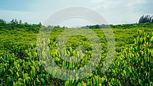 Mangrove trees name is Thung Prong Thong forest in Rayong at Thailand. soft focus shot Golden Meadow Mangrove forest green leaves