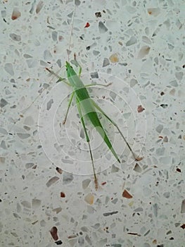 Closeup of green mantis grasshopper on the wall