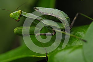 Mantis on green leaf in Taiwan, insect, nature