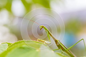 Closeup green Mantis on a leaf. Mantodea.