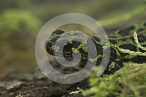 Closeup on the green Marbled newt ,Triturus marmoratus sitting on wood