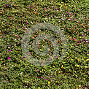 Closeup green meadow grass with small colorful flowers