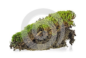 Closeup of green moss isolated on white background