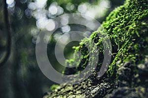 Closeup of green moss on top of a rock on the mountain