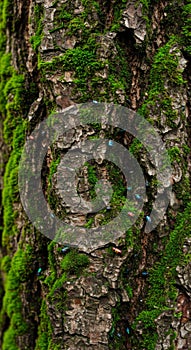 Closeup of Green Moss on Tree Bark with Tiny Insects