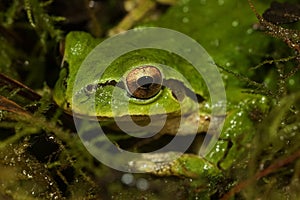 Closeup on a green North-American Pacific treefrog ,Pseudacris regilla sitting on moss