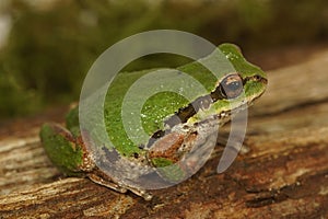 Closeup on a green North-American Pacific treefrog ,Pseudacris regilla sitting on moss