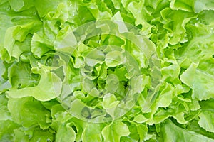 Closeup Green oak leaf lettuce