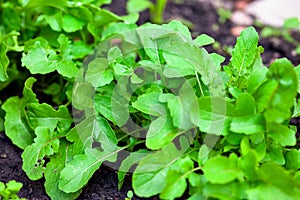 Closeup of green organic arugula grows on garden bed