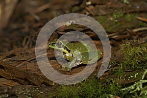 Closeup on a green Pacific tree or chorus frog, Pseudacris regilla sitting on wood