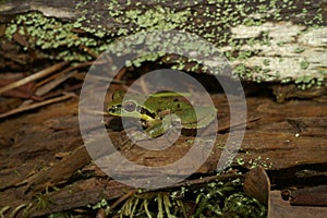 Closeup on a green Pacific tree or chorus frog, Pseudacris regilla sitting on wood